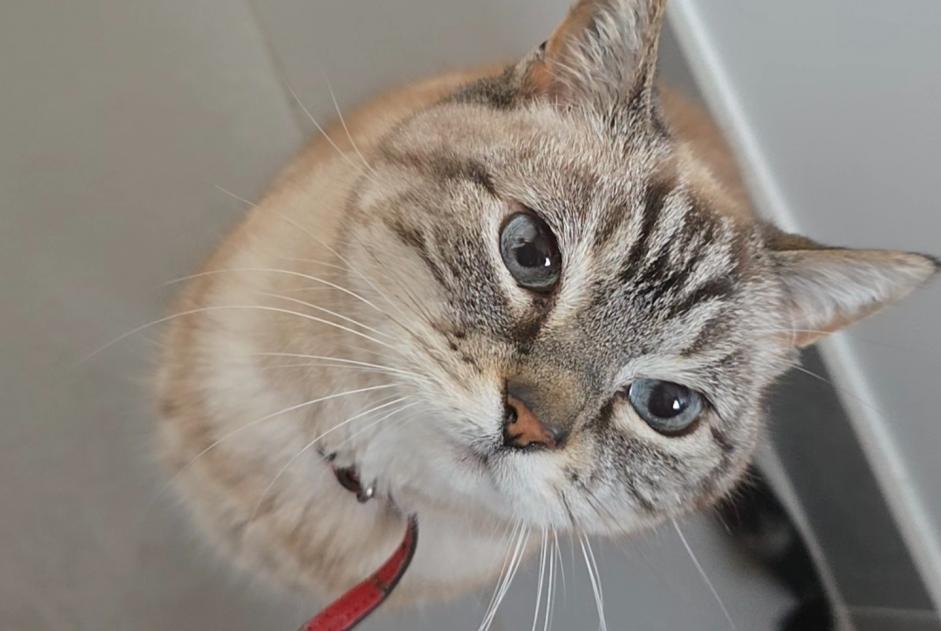 Vermisstmeldung Katze Weiblich , 16 jahre Montiéramey Frankreich