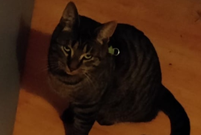 Alerte Disparition Chat Mâle , 3 ans Saint-Germain France Alerte Disparition Chat Mâle , 3 ans Saint-Germain France