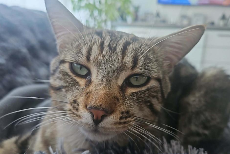 Alerte Disparition Chat Mâle , 1 ans Troyes France