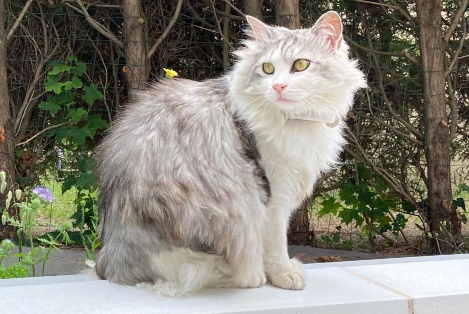Alerta desaparecimento Gato cruzamento  Fêmea , 10 anos La Chapelle-Saint-Luc France